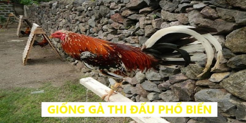 Giống gà phổ biến trong đá gà cựa dao sv388