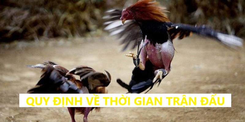 Chi tiết về thời gian thi đấu đá gà sv388