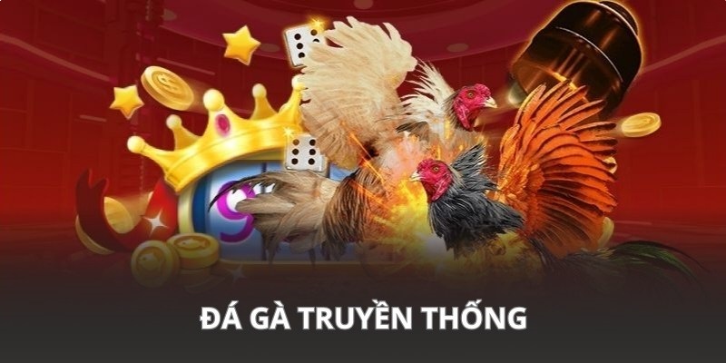 Chọi kê truyền thống tận hưởng đá đòn chất lượng
